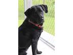 Adopt Archer a Black Mixed Breed (Medium) dog in Johnstown, PA (38682679)