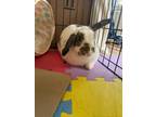 Adopt Mochi a Agouti Mini Lop / Mixed (medium coat) rabbit in Edina