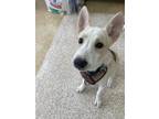 Adopt CORNDOG a Husky, Mixed Breed