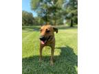 Adopt Destin a Tan/Yellow/Fawn - with Black Black Mouth Cur / Mixed dog in