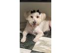 Adopt Cricket a White Lhasa Apso / Mixed dog in Cape Coral, FL (38682279)