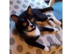 Adopt Jennie a Domestic Shorthair / Mixed (short coat) cat in Hoover