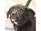 Adopt Sam a Labrador Retriever / Border Collie dog in Palatine, IL (38682031)
