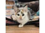 Adopt Fortune Cookie a Calico or Dilute Calico Domestic Shorthair / Mixed cat in