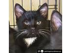 Adopt Oscar (m) a Black & White or Tuxedo Domestic Shorthair (short coat) cat in