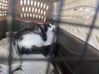 Adopt Mitzi a Black & White or Tuxedo Domestic Longhair / Mixed (long coat) cat