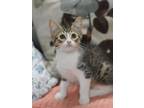 Adopt Louie (The Caroline Kittens) a Brown Tabby Domestic Shorthair / Mixed