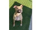 Adopt Gooby a Pit Bull Terrier, Mixed Breed