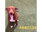 Adopt Juniper a Brown/Chocolate American Staffordshire Terrier / Mixed dog in