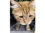 Adopt Leo a Orange or Red Tabby Domestic Shorthair (short coat) cat in El Dorado