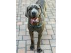 Adopt Greta a Brindle Cane Corso / Mixed dog in Los Angeles, CA (38680754)