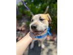 Adopt Buzz a Tan/Yellow/Fawn - with White Jack Russell Terrier / Mixed dog in
