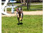 Adopt Billie a Black - with Gray or Silver Blue Heeler / Cattle Dog / Mixed dog