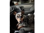 Adopt Billie a Black - with Gray or Silver Blue Heeler / Cattle Dog / Mixed dog