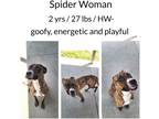 Adopt Spider Woman a Mixed Breed (Medium) / Mixed dog in Albany, GA (38680748)
