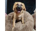 Adopt Dottie a Tricolor (Tan/Brown & Black & White) Chow Chow / Mixed dog in