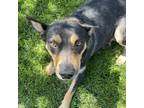 Adopt Australia a Black Australian Kelpie / Mixed dog in Los Angeles