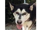 Adopt Tulok a White - with Black Husky dog in Langley, BC (38680554)