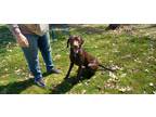 Adopt Winston ⛰️ a Labrador Retriever / Weimaraner dog in Irwin