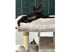 Adopt Oreo (Lakeland) a All Black Domestic Shorthair (short coat) cat in port