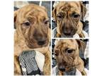 Adopt Talon a Brindle Pit Bull Terrier dog in Ola, AR (38677439)