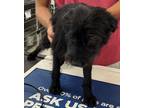 Adopt Midnight a Black Cairn Terrier dog in Dawson, GA (38680378)