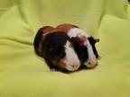 Adopt Stormy and Sunshine a Guinea Pig small animal in South Bend, IN (38680276)