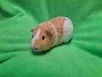 Adopt Rocky a Guinea Pig small animal in South Bend, IN (38680273)