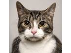 Adopt Rave a Brown Tabby Domestic Shorthair (short coat) cat in Chicago