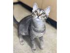 Adopt Charles a Gray, Blue or Silver Tabby Domestic Shorthair (short coat) cat