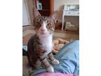 Adopt Rascal a Domestic Shorthair cat in Calimesa, CA (38679960)