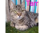 Adopt TAMMY a Brown Tabby Domestic Shorthair (short coat) cat in Irvine