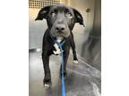 Adopt Fishlegs a Labrador Retriever, Mixed Breed