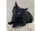 Adopt Lexis a Black (Mostly) Domestic Shorthair (short coat) cat in Huntington