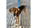 Adopt Benji a Black - with Brown, Red, Golden, Orange or Chestnut Hound (Unknown