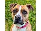 Adopt Destiny a Tan/Yellow/Fawn Boxer / Mixed dog in South Haven, MI (38679902)