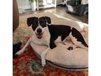 Adopt Daisy a Boxer / American Staffordshire Terrier / Mixed dog in Houston