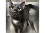 Adopt Boomer a All Black Domestic Shorthair / Mixed cat in Mocksville