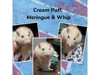 Adopt Cream puff, meringue, and whip a Albino or Red-Eyed White Rat (short coat)
