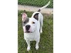 Adopt Clyde a Pit Bull Terrier, Mixed Breed