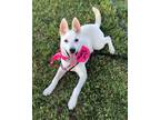 Adopt Sissy a White Shiba Inu / Husky / Mixed dog in San Diego, CA (38679686)