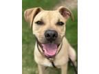 Adopt Racer a Pit Bull Terrier, Mixed Breed