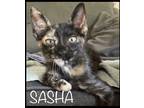 Adopt Sasha a Tortoiseshell Domestic Shorthair (short coat) cat in Nashua