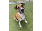 Adopt Judge a Boxer, Mixed Breed