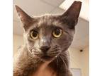 Adopt Katniss 24410 a Gray or Blue Domestic Shorthair / Mixed cat in Middleburg