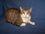Adopt Sarabe a Brown Tabby Domestic Shorthair (short coat) cat in Colorado