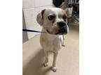 Adopt Pinocchio a Boxer, Mixed Breed