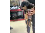Adopt pup3 a Rottweiler, Mixed Breed
