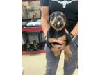 Adopt pup2 a Rottweiler, Mixed Breed