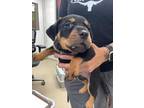 Adopt pup a Rottweiler, Mixed Breed
